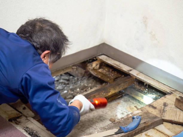 Best Local Mold Removal Service  in Ladson, SC