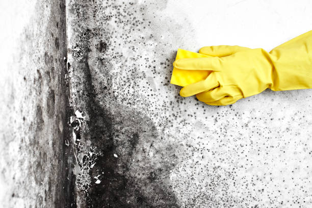 Best Mold Damage Repair  in Ladson, SC
