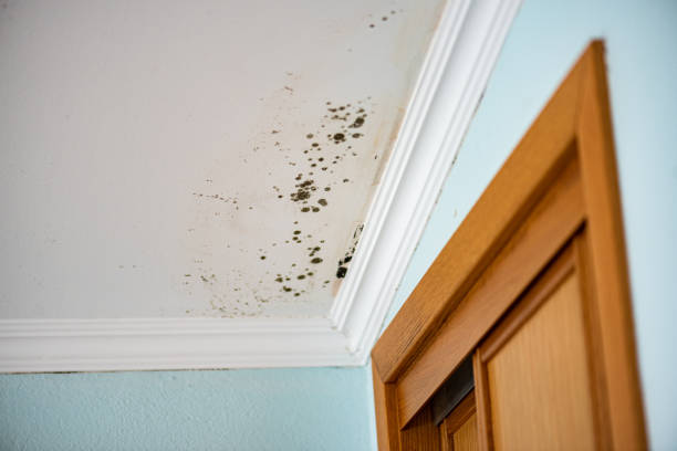 Crawl Space Mold Removal in Ladson, SC