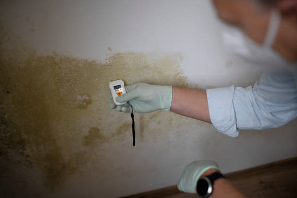 Best Toxic Mold Removal  in Ladson, SC