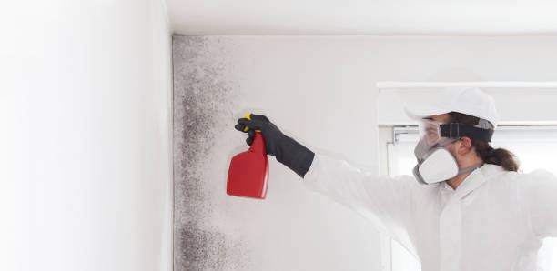 Best Mold Removal and Inspection  in Ladson, SC