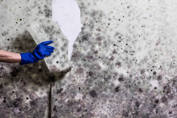 Best Mold Cleaning Services  in Ladson, SC